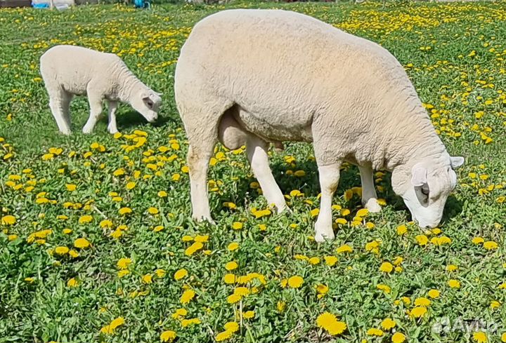 Баран Овцы Ягнята Тексель