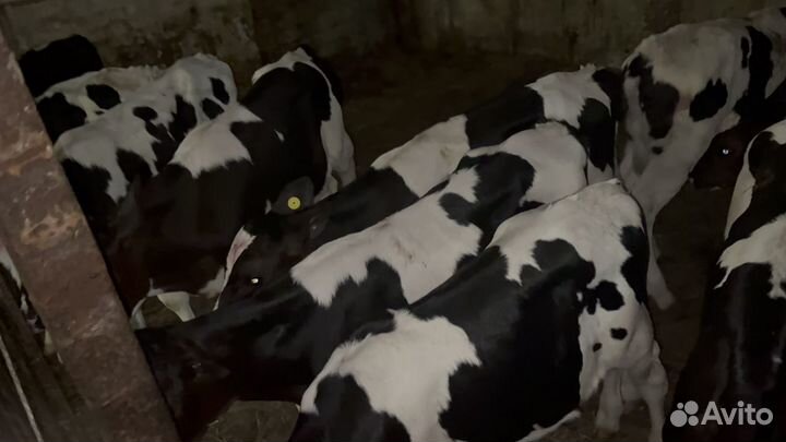 Телята бычки