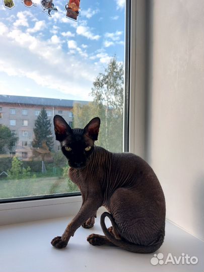 Канадский сфинкс кот