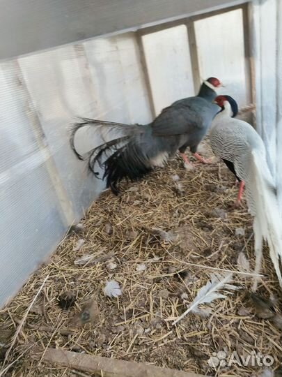 Крупный Фазан Синий ушастый самец 2 года