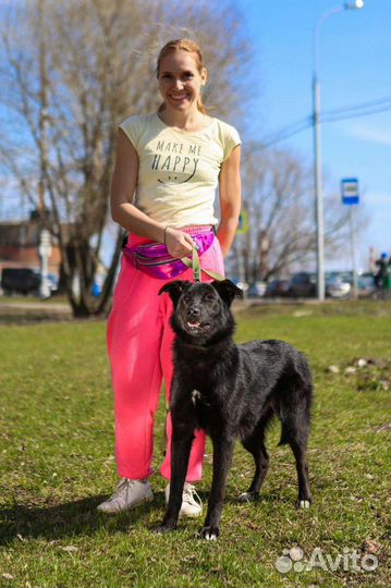 Собака из приюта бесплатно