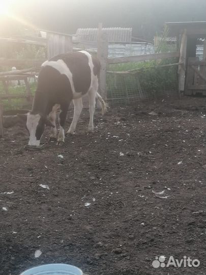 Абердин ангус нетели