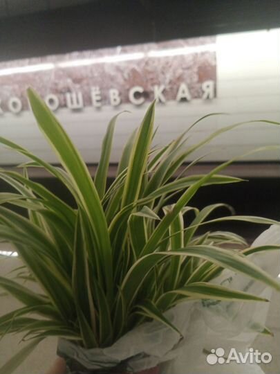 Хлорофитум