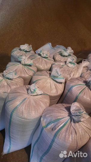 Зерно пшеница