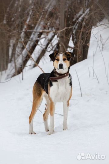Пёс Барон ищет дом