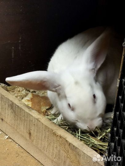 Кролики белый великан