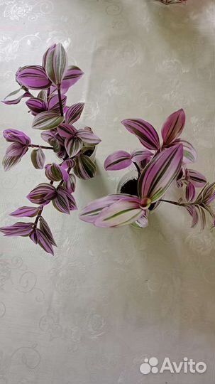 Традисканция