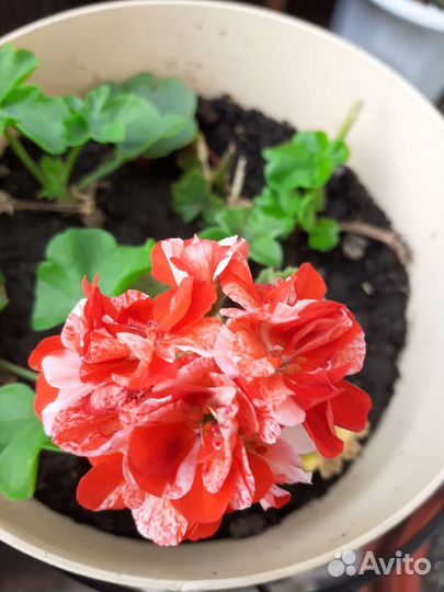 Герань пеларгония