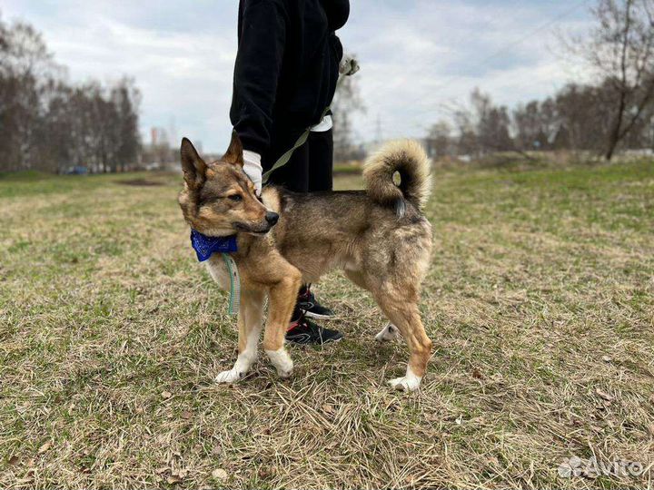 Собака Стёпа надеется на вас
