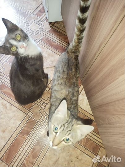 Кошка в дар бесплатно