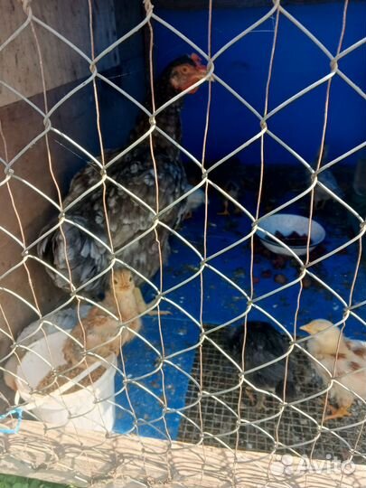 Цеплята от домашних кур