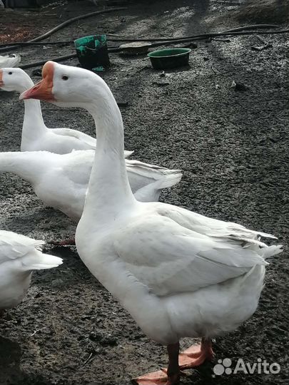 Гуси на племя и яйцо инкубационное