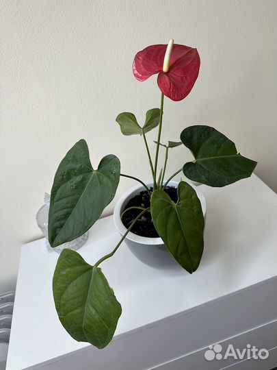 Антуриум, мужское счастье