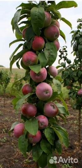 Колоновидные яблони груши