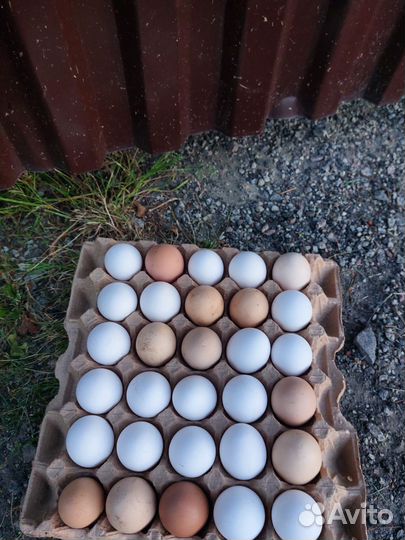 Домашние куриные яйца