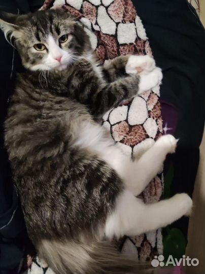 Кошка