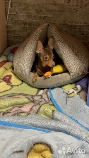 Мини той-терьер