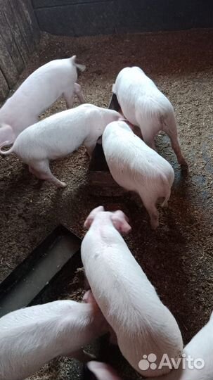 Поросята