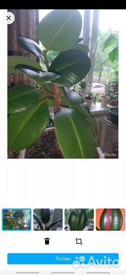 Фикусы лирата бомбино,ретуза,эластика