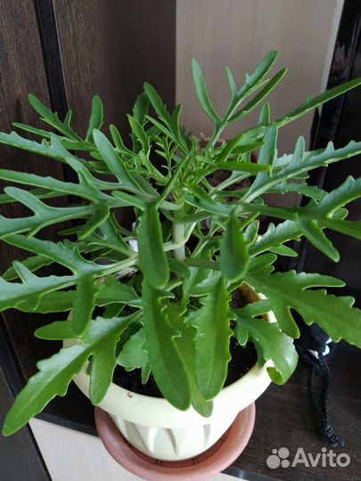 Комнатные растения