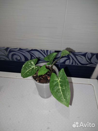 Сингониумы