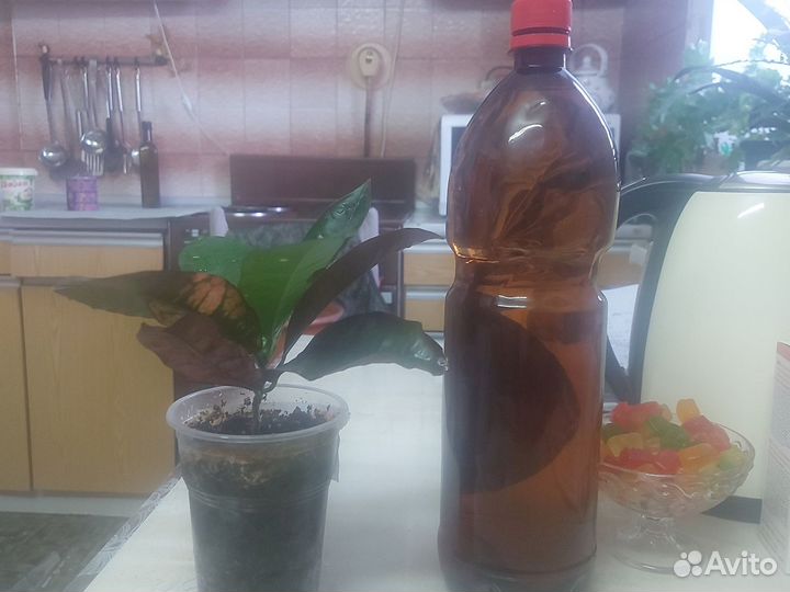 Кодиеум миссис айстон, Талнах