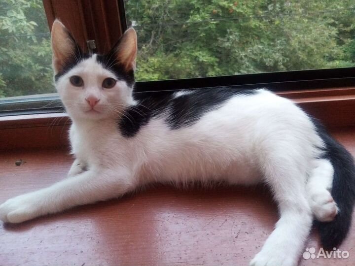 Котенок девочка в добрые руки