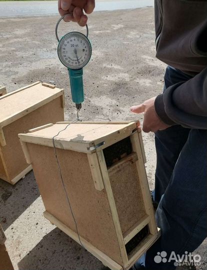 Пчелосемьи