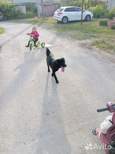 Собака в добрые руки отдам бесплатно
