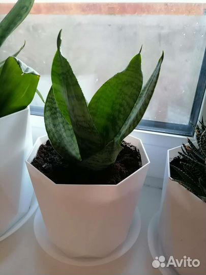 Сансевиерия ханни