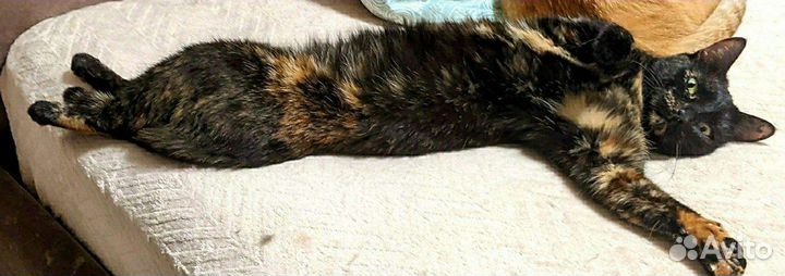 Кошка в дар