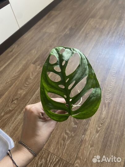 Монстера эскилето