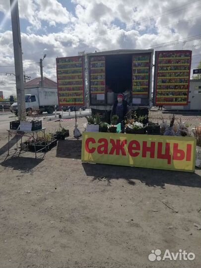 Продажа саженцев на Матвеевке