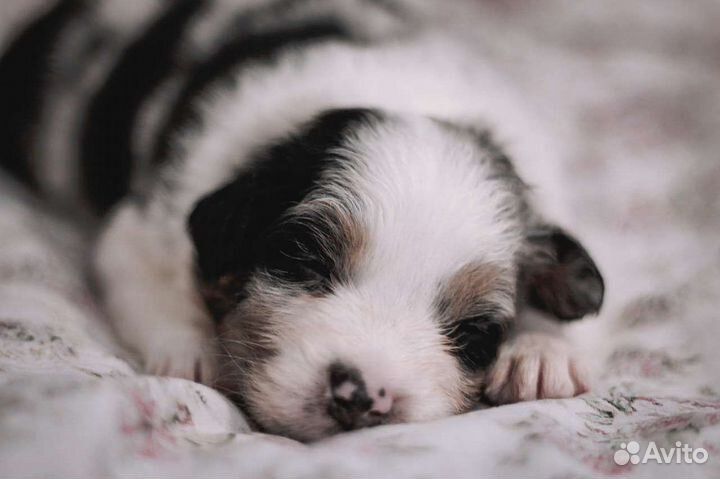 Щенки аусси(австралийская овчарка)