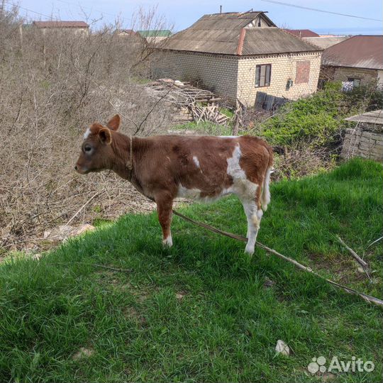 Корова и телёнок
