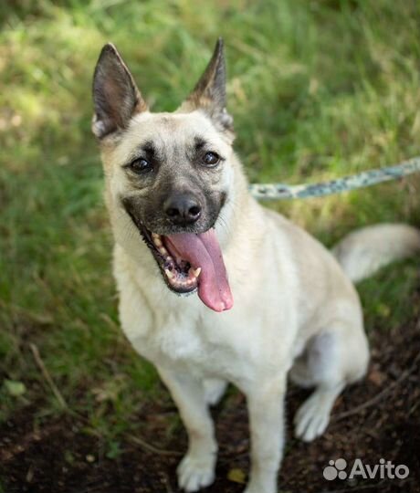 Красавица собака ищет любящих хозяев