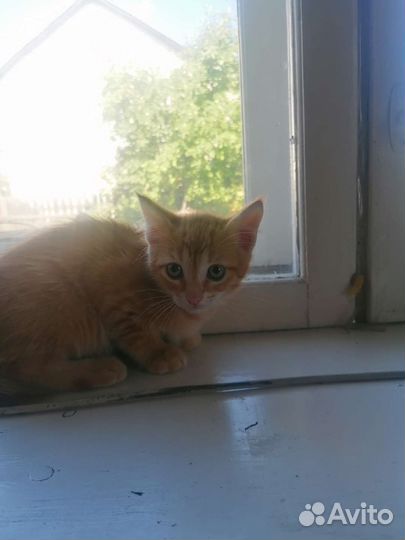 Котенок в дар