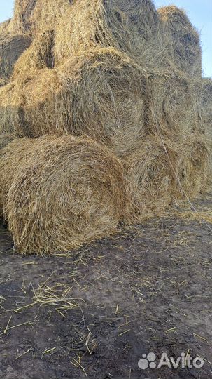 Солома овсянная