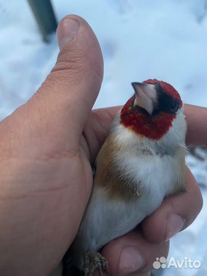Чижи щеглы певчие птицы