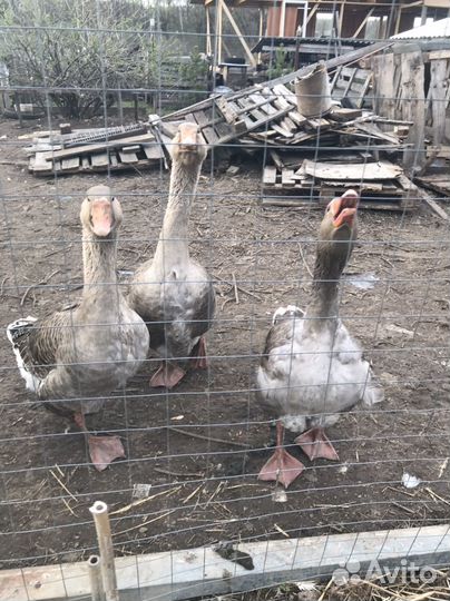 Крупные серые гуси - семья