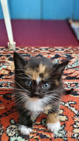 Котята в добрые руки бесплатно
