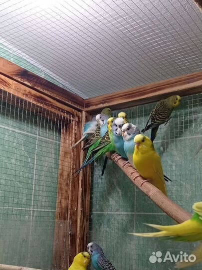 Волнистый попугай