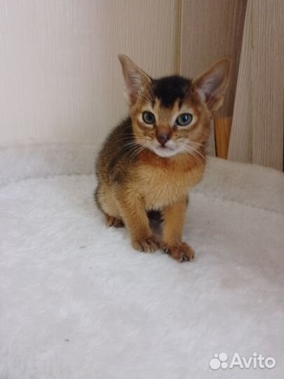 Абисинский котенок