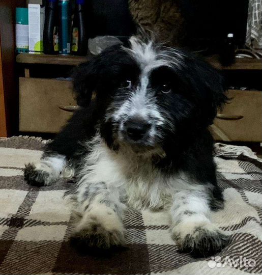 Шикарный собачий ребёнок