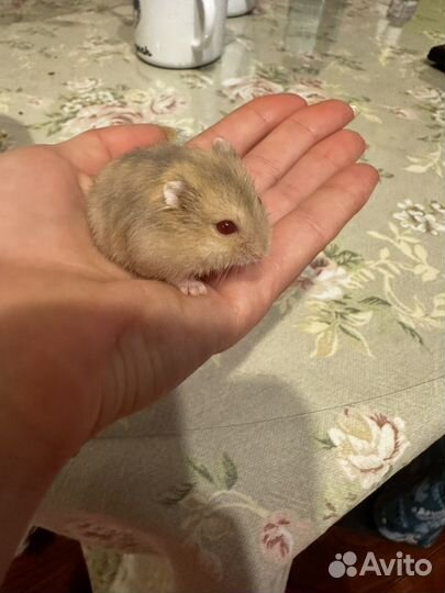 Джунгарский хомяк