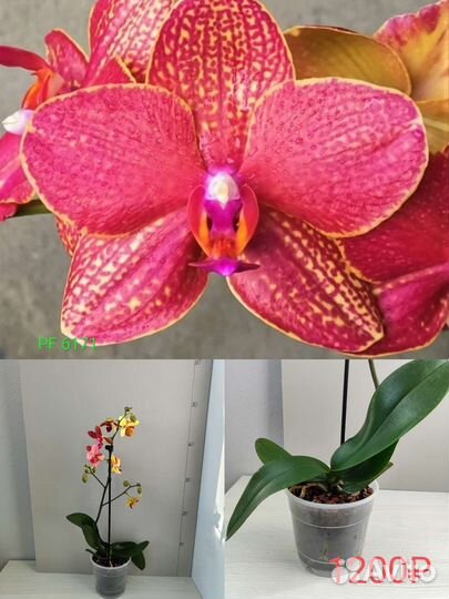 Орхидея Микс, комнатные растения