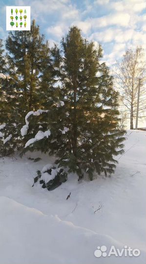 Кедр