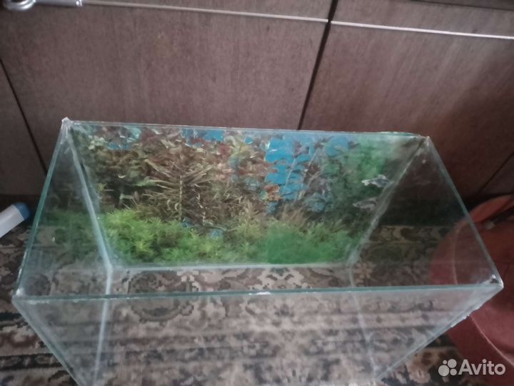 Аквариум