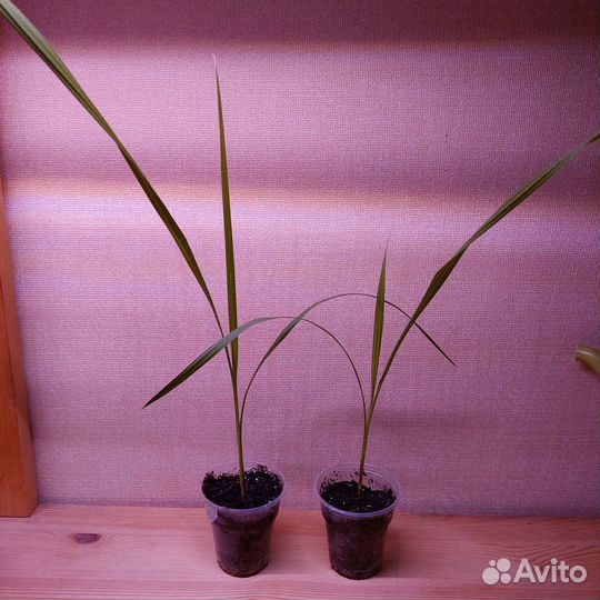 Пальмы, личи