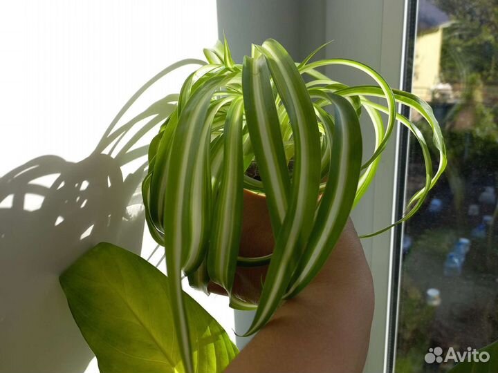 Хлорофитум бонни